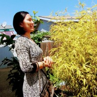 Thi Trinh