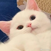 Wen Yi