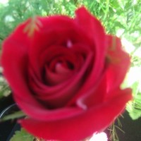 Floramie Westover