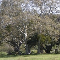 Pio Pico