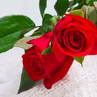 Elizabet Elizabeth