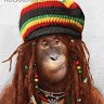 Monkey Weed