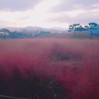 김보령
