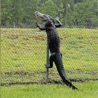 Wakanda Foeva