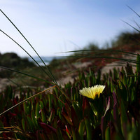 Deniz Tumer