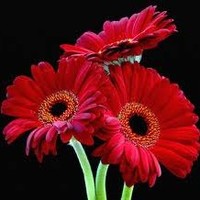Rakesh Sahoo