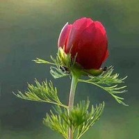 Md. Hossain