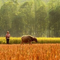 Thị Thu Hiền Ngần