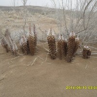 栾树森