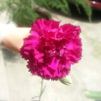 叶小翠