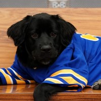 Rick Sabres Pup
