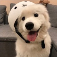 张雁君