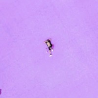 Kalega Amon