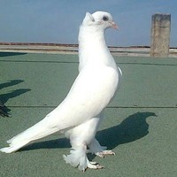 adel adel