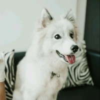 Jannah The Pomsky Dog