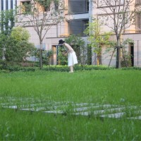 陈露丹