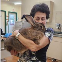 Veronica Gventsadze   MA, PhD, DVM