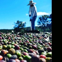 Flávio da Silva Bastos