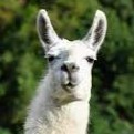 Llori Llama