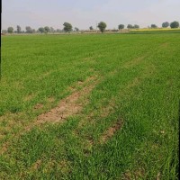Muhammad Saqib Raza