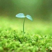 華如夢