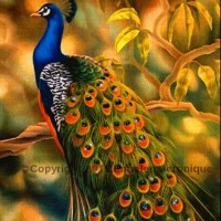 Jairaj M
