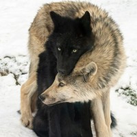William Wolf