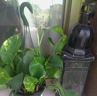 Mercaditolavitrina Sotodelreal