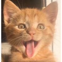 Kittycat Meowmeow