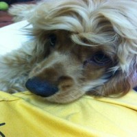 Mạnh Hùng Nguyễn