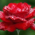 Gayathri T