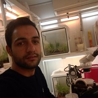 Saeed Foroughi