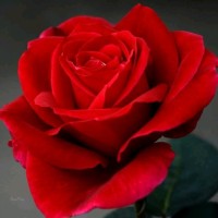 Noor Sharb