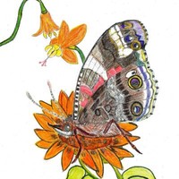 Susan Schenk