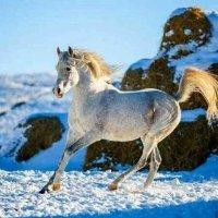 飞凡骏