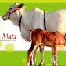 Patel Mayur