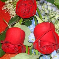 Isolda Fuertes
