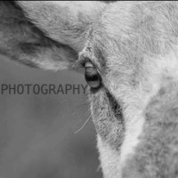 Od Photography