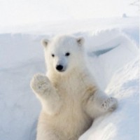Polar Ding