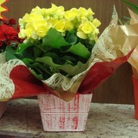 Elika Ogino Fujimaki