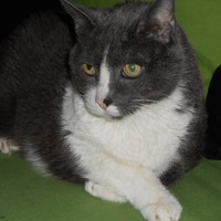 Fosca Ratti