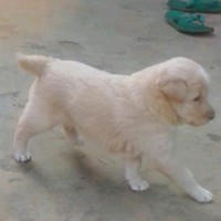 Sonu Prajapati