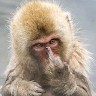 Angry Monkey