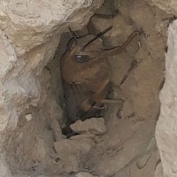 Ali Bugti