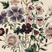 Alison Peregrine