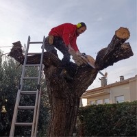 Jordi Sola Corral