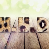 Dung Ha