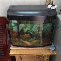 邓锦明