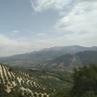 Camelia Anton Morant