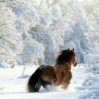 Laith Mohammad